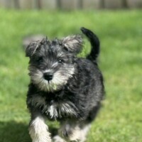 Esme Mini Schnauzer